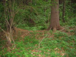 Panský dvůr v lese mezi Molenburkem, Nivou a Otinovsí